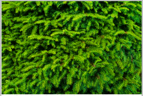 Printed Vinyl & HTV Pine Tree Patterns 12 x 8 inch sheet