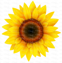 Load image into Gallery viewer, Waterslide Decal Light Sunflower