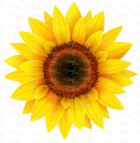 Waterslide Decal Light Sunflower