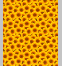 Load image into Gallery viewer, 4 foot roll: Printed Vinyl &amp; HTV Sunflowers Pattern