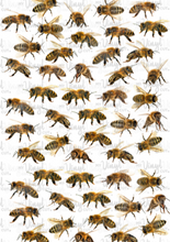 Load image into Gallery viewer, Waterslide Sheet BEES